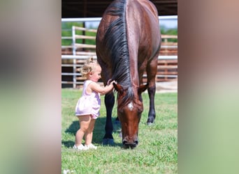 American Quarter Horse, Stute, 14 Jahre, 150 cm, Roan-Bay