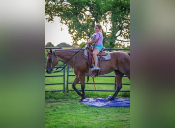 American Quarter Horse, Stute, 14 Jahre, 150 cm, Roan-Bay