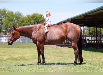 American Quarter Horse, Stute, 14 Jahre, 150 cm, Roan-Bay