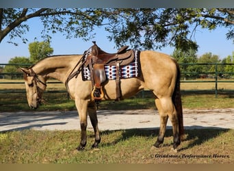 American Quarter Horse, Stute, 14 Jahre, 152 cm, Buckskin