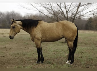 American Quarter Horse, Stute, 14 Jahre, 152 cm, Buckskin