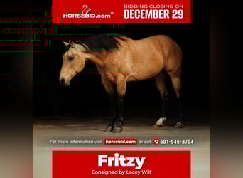 American Quarter Horse, Stute, 14 Jahre, 152 cm, Buckskin