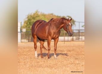 American Quarter Horse, Stute, 14 Jahre, 152 cm, Dunkelfuchs