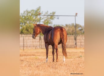 American Quarter Horse, Stute, 14 Jahre, 152 cm, Dunkelfuchs