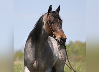 American Quarter Horse, Stute, 14 Jahre, 152 cm, Roan-Blue