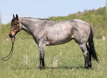 American Quarter Horse, Stute, 14 Jahre, 152 cm, Roan-Blue
