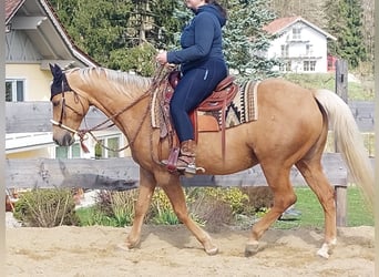 American Quarter Horse, Stute, 14 Jahre, 153 cm, Palomino