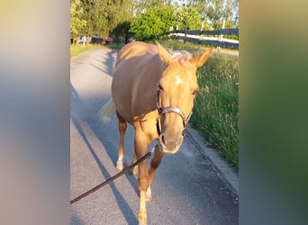 American Quarter Horse, Stute, 14 Jahre, 153 cm, Palomino