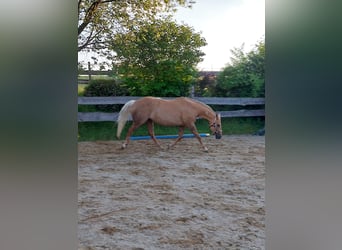 American Quarter Horse, Stute, 14 Jahre, 153 cm, Palomino