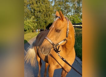 American Quarter Horse, Stute, 14 Jahre, 153 cm, Palomino