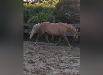 American Quarter Horse, Stute, 14 Jahre, 153 cm, Palomino