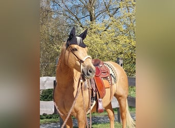 American Quarter Horse, Stute, 14 Jahre, 153 cm, Palomino
