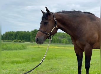 American Quarter Horse, Stute, 14 Jahre, 155 cm, Brauner
