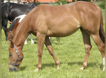 American Quarter Horse, Stute, 14 Jahre, 155 cm, Fuchs