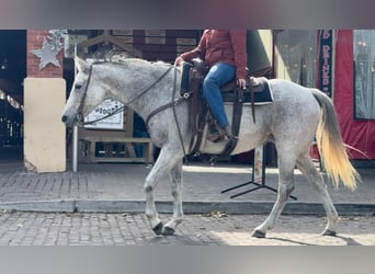 American Quarter Horse, Stute, 14 Jahre, 155 cm, Schimmel