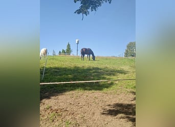 American Quarter Horse, Stute, 14 Jahre, 156 cm, Brauner