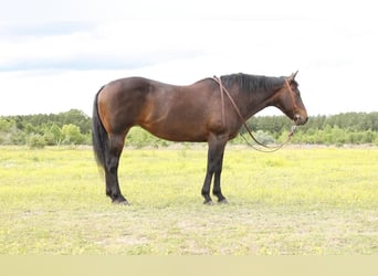 American Quarter Horse, Stute, 14 Jahre, 157 cm, Rotbrauner