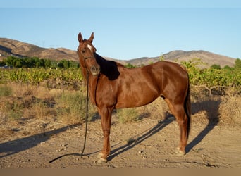 American Quarter Horse, Stute, 14 Jahre, 163 cm, Rotfuchs