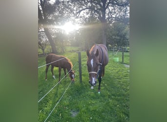 American Quarter Horse, Stute, 14 Jahre