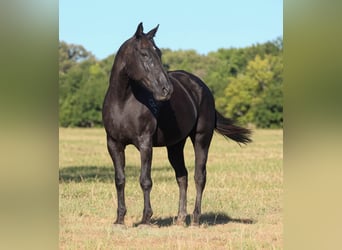 American Quarter Horse, Stute, 14 Jahre, Rappe