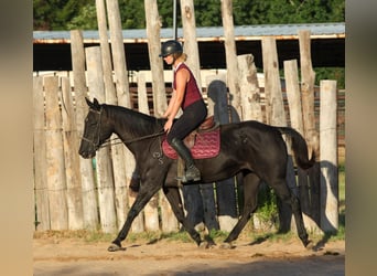 American Quarter Horse, Stute, 14 Jahre, Rappe
