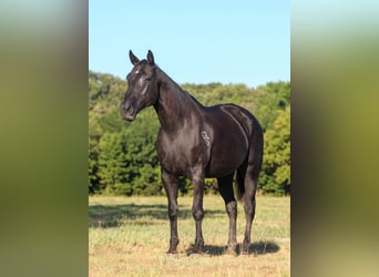 American Quarter Horse, Stute, 14 Jahre, Rappe