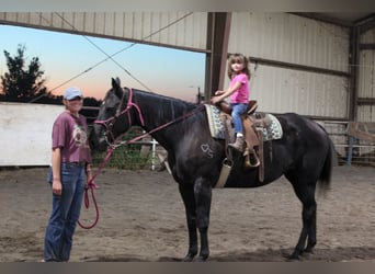 American Quarter Horse, Stute, 14 Jahre, Rappe