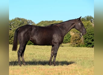 American Quarter Horse, Stute, 14 Jahre, Rappe