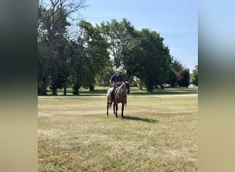 American Quarter Horse, Stute, 14 Jahre, Roan-Bay