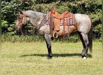 American Quarter Horse, Stute, 14 Jahre, Roan-Bay
