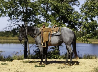 American Quarter Horse, Stute, 14 Jahre, Roan-Blue