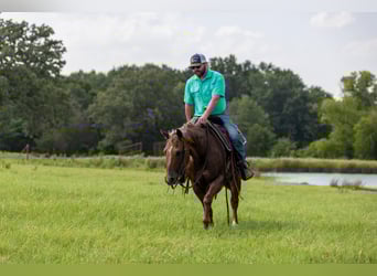 American Quarter Horse, Stute, 14 Jahre, Roan-Red