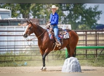 American Quarter Horse, Stute, 14 Jahre, Rotbrauner