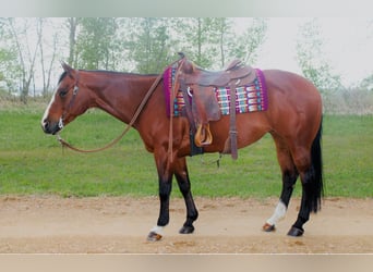 American Quarter Horse, Stute, 14 Jahre, Rotbrauner