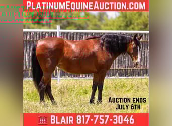 American Quarter Horse, Stute, 14 Jahre, Rotbrauner