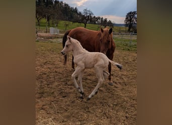 American Quarter Horse, Stute, 14 Jahre