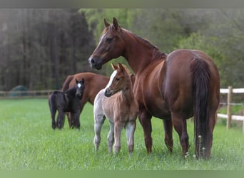 American Quarter Horse, Stute, 14 Jahre