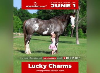 American Quarter Horse, Stute, 15 Jahre, 142 cm, Schecke