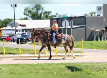 American Quarter Horse, Stute, 15 Jahre, 142 cm, Schecke