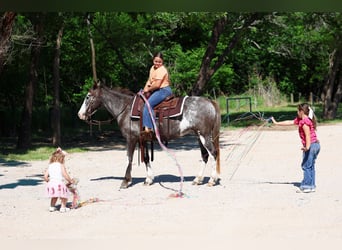 American Quarter Horse, Stute, 15 Jahre, 142 cm, Schecke
