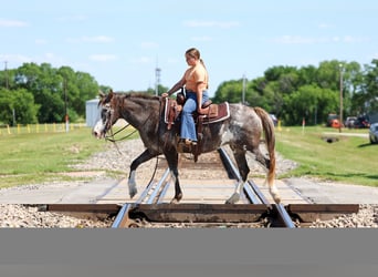 American Quarter Horse, Stute, 15 Jahre, 142 cm, Schecke