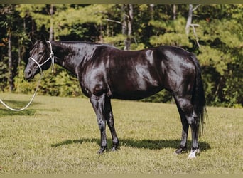 American Quarter Horse, Stute, 15 Jahre, 147 cm, Rappe