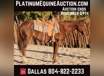 American Quarter Horse, Stute, 15 Jahre, 147 cm, Roan-Red