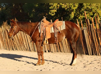 American Quarter Horse, Stute, 15 Jahre, 147 cm, Roan-Red