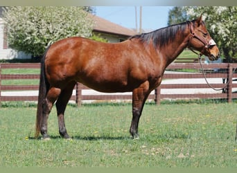 American Quarter Horse, Stute, 15 Jahre, 147 cm, Rotbrauner
