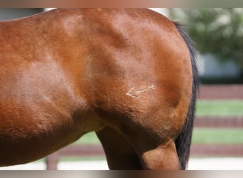 American Quarter Horse, Stute, 15 Jahre, 147 cm, Rotbrauner