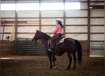 American Quarter Horse, Stute, 15 Jahre, 147 cm, Rotbrauner
