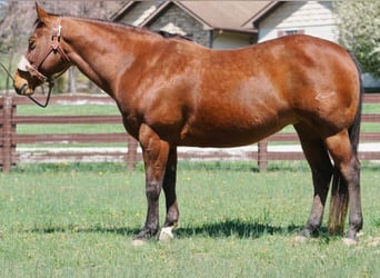 American Quarter Horse, Stute, 15 Jahre, 147 cm, Rotbrauner