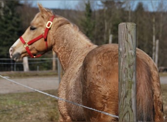 American Quarter Horse, Stute, 15 Jahre, 148 cm, Palomino