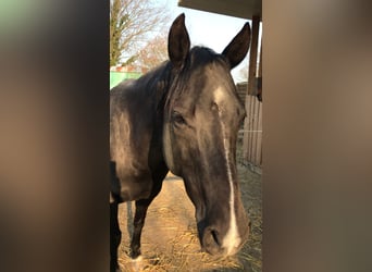 American Quarter Horse, Stute, 15 Jahre, 149 cm, Rappe